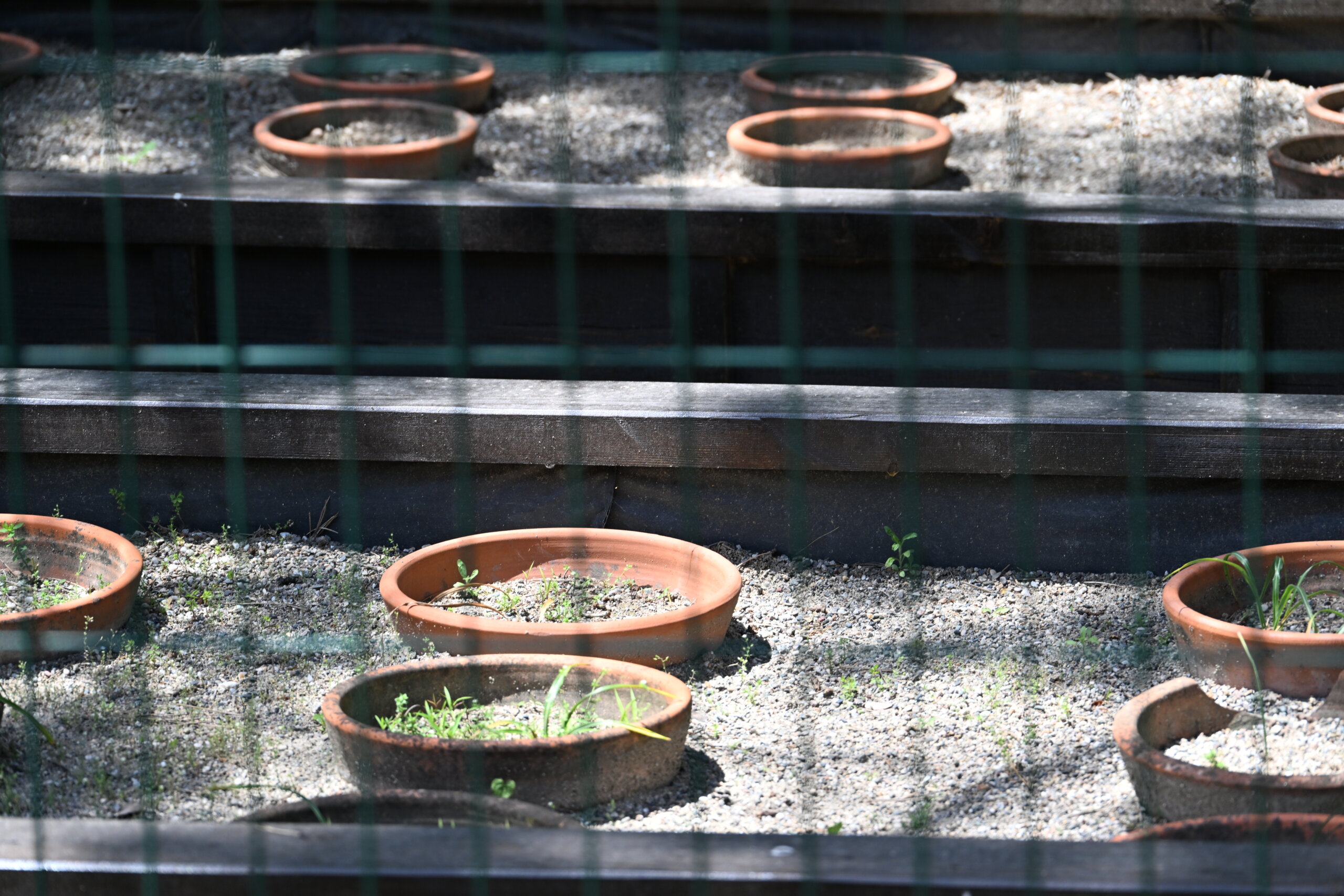 Aydos Kale’de İstanbulensis Çiçeği(Özel Haber)