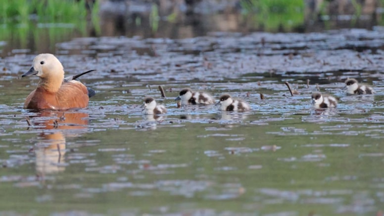 Kars’ta yumurtadan çıkan angut yavruları sulak alanda yiyecek ararken görüntülendi.