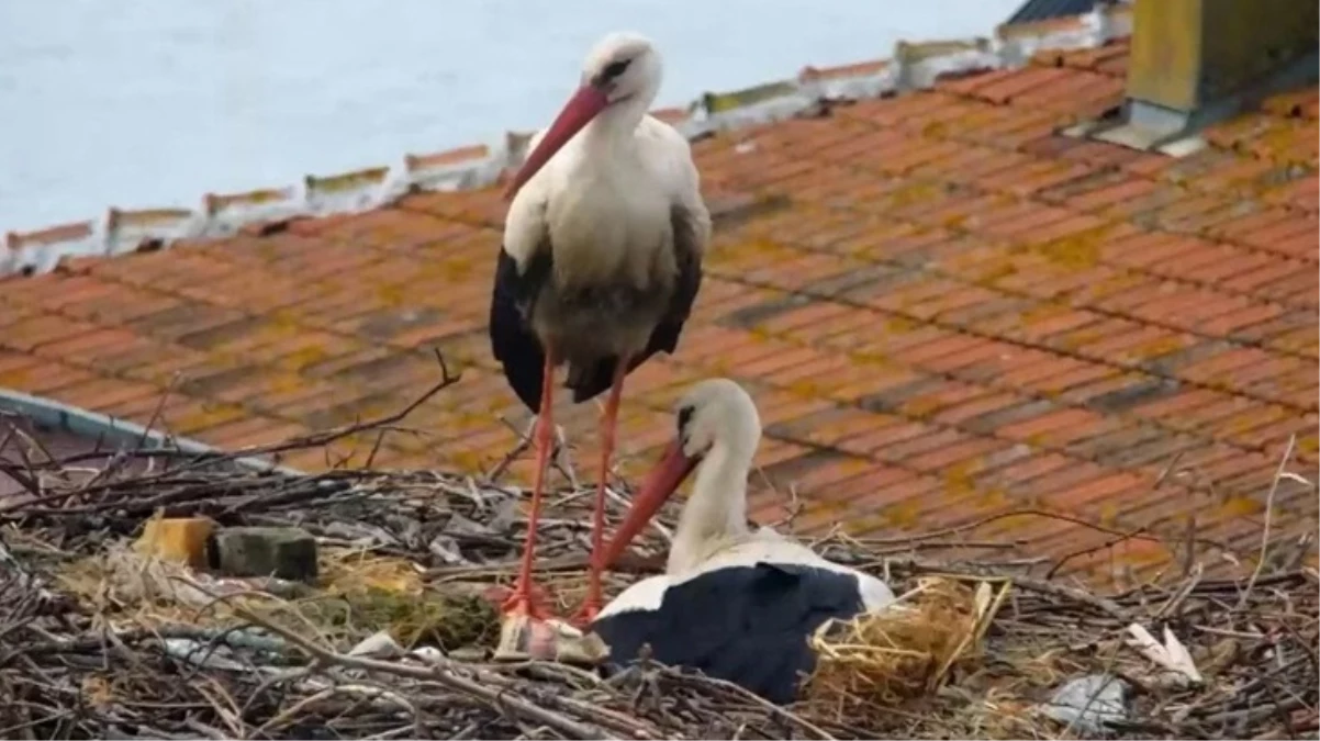 13 yıldan beri Bursa’ya uğrayan Yaren leylek ile eşinin 4 yavrusu oldu