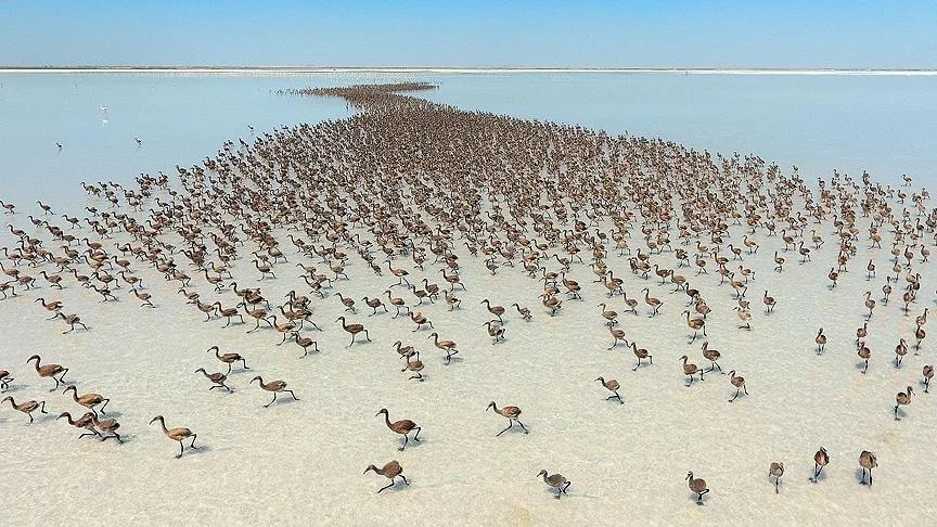 12 binden fazla flamingo gözünü dünyaya Tuz Gölü’nde açtı