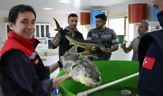 Bu Balığın Havyarının Kilosu 2.500 Dolardan Satılıyor