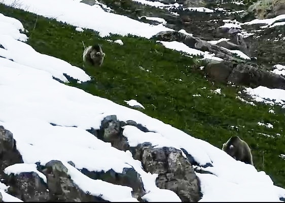 Kış uykusundan uyanan ayılardan uzak durun uyarısı!