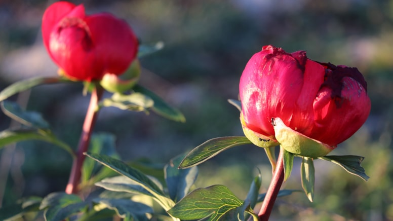 Ayı gülü çiçek açtı