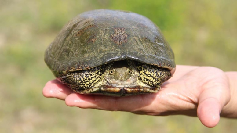 Nesli tehlikedeki ‘benekli kaplumbağa’ korumaya alındı