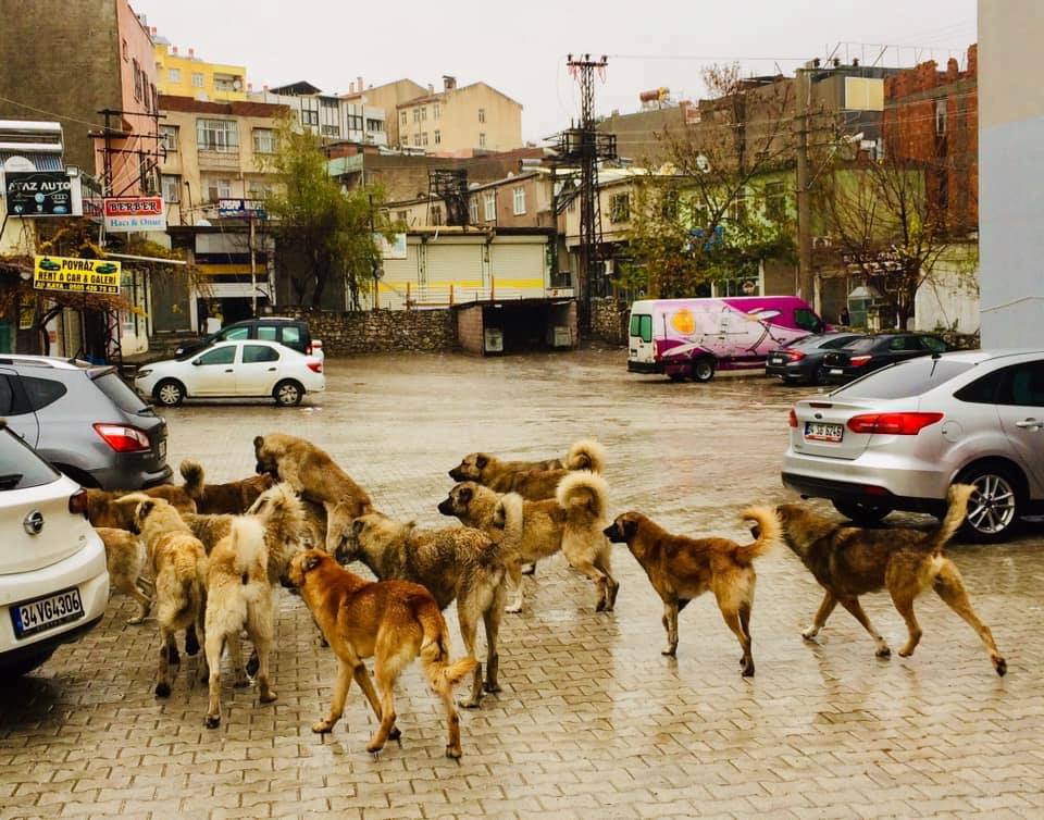 Bakan Yumaklı: Başıboş sokak köpekleri sorununun üstesinden geleceğiz