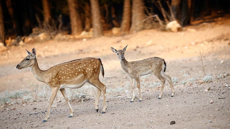 Alageyiklerin yeni yaşam alanları takibe alındı