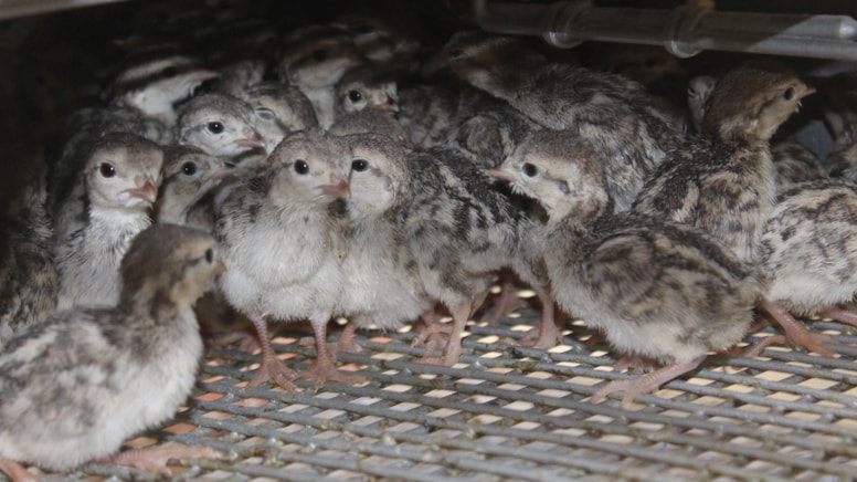 Kenelerle mücadele için sülün ve keklik üretiliyor