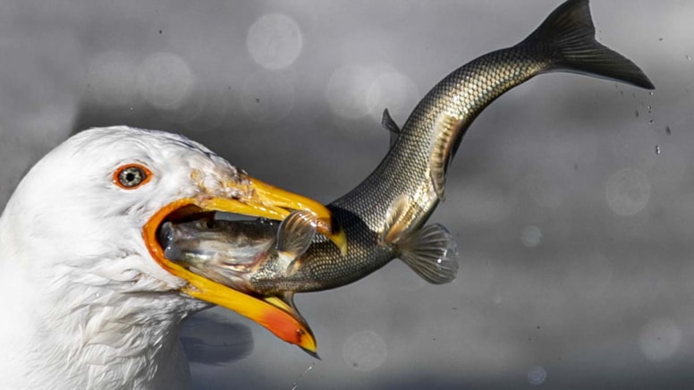 Göç yolculuğundaki inci kefallerini martılar avlıyor