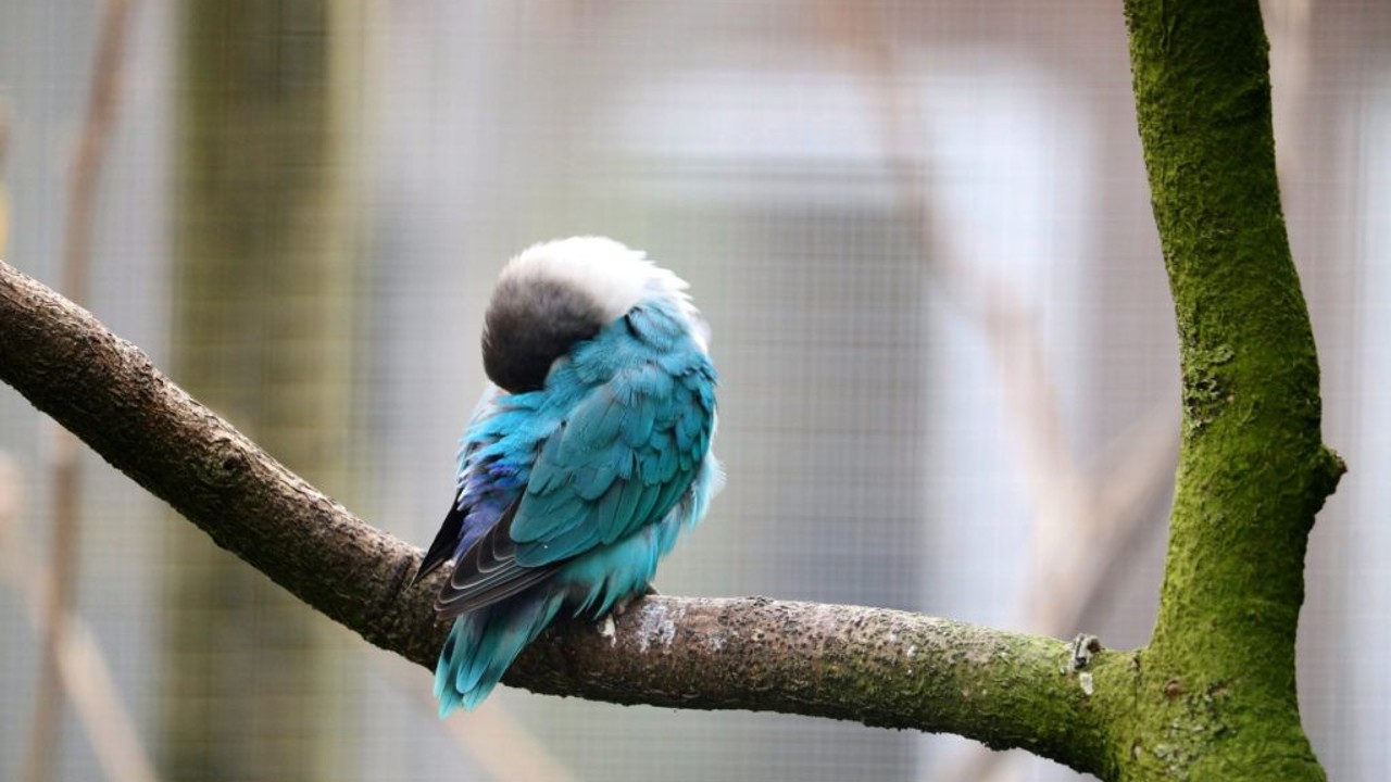 Kuşlar, Nasıl Oluyor da İncecik Dallarda Dengelerini Kaybetmeden Uyuyabiliyor?