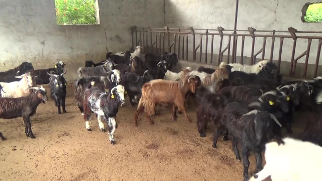 Osmaniye’de besiciler maliyetlerden dolayı besiciliği bırakma noktasına geldi