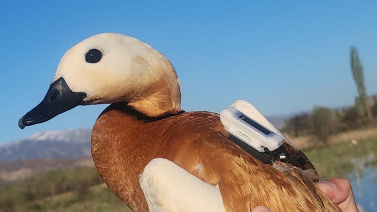 Angut kuşu 44 günde 766 kilometre uçtu