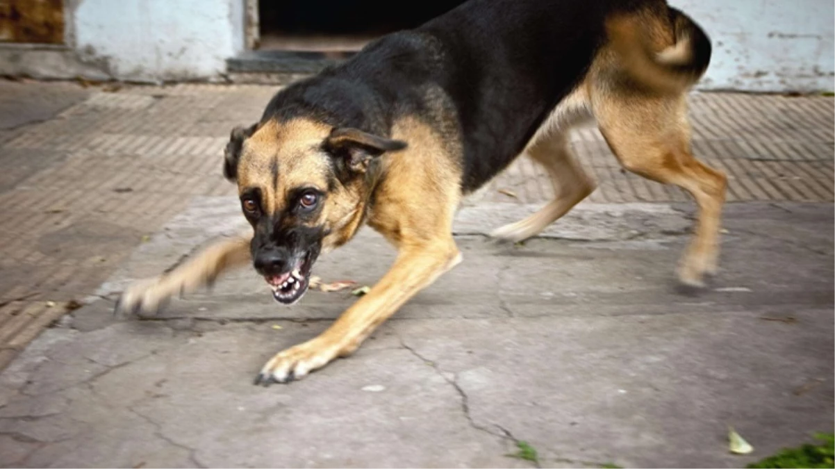 Sokak köpekleriyle ilgili düzenleme Meclis’e geliyor