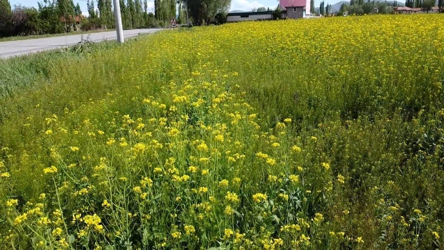 Afyonkarahisar Şuhut’ta Sulanmadan Yetişen Lenox Bitkisi Boy Vermeye Başladı