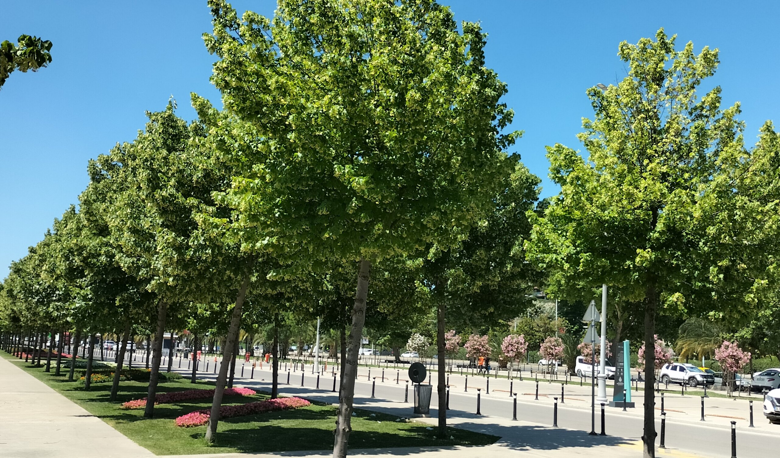 Huzur Ve Şifanın Özel Adı Ihlamur Ağacı