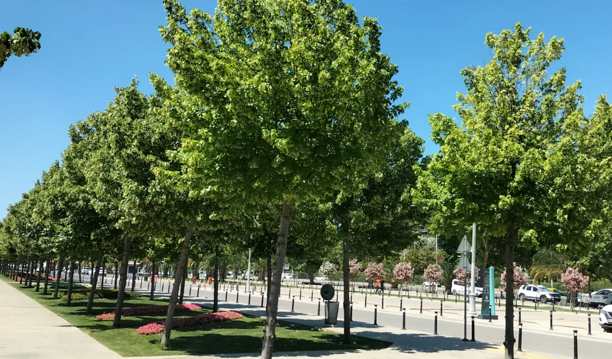 Huzur Ve Şifanın Özel Adı Ihlamur Ağacı