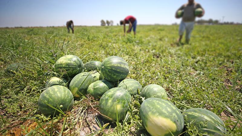 Aşırı sıcaklar tarımda verim kaybına neden oldu
