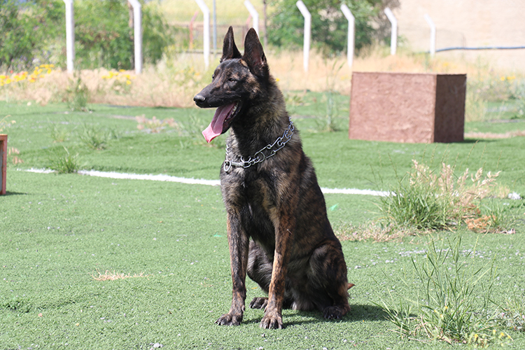 Ego, anne-babası gibi arama kurtarmada kahraman olmaya hazırlanıyor