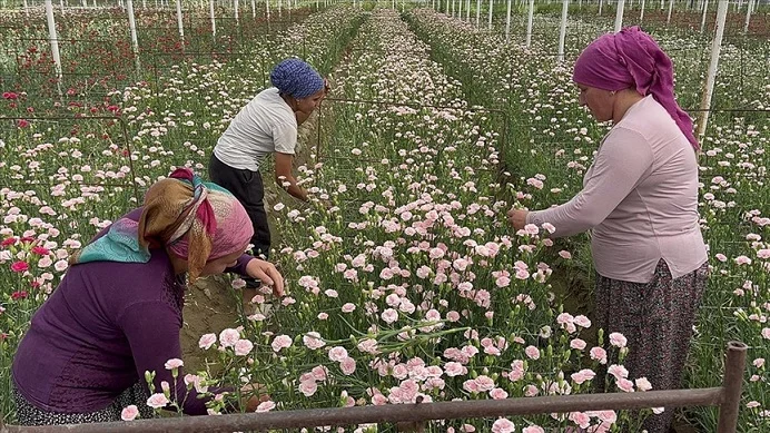 Isparta’da karanfil hasadına başlandı