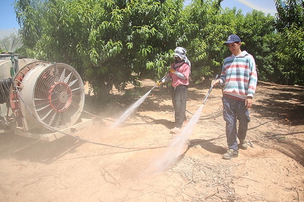 Çukurova’da Akdeniz meyve sineğine karşı entegre mücadele yürütülüyor
