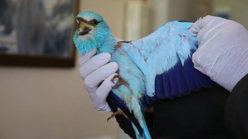 Muş’ta bitkin halde bulunan Hint gökkuzgunu kurtarıldı