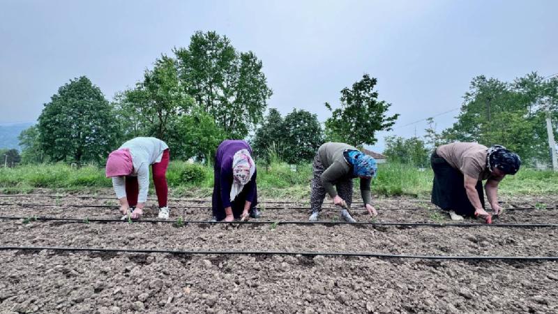 Düzce’de kooperatif kuran kadın girişimciler meyve sebze yetiştiriyor