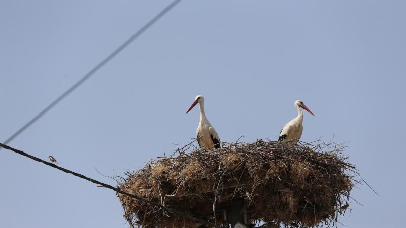 Bursa’da tedavi edilen “Yaren” leyleğin yavrusu yeniden yuvasında