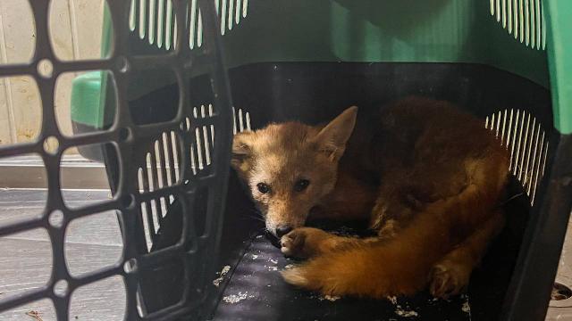 Tekirdağ’da yaralı tilki yavrusu tedavi edildi