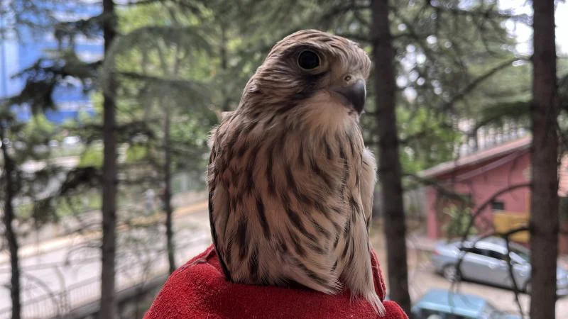 Isparta’da yaralı ve bitkin halde bulunan kuş yavruları tedavi altına alındı