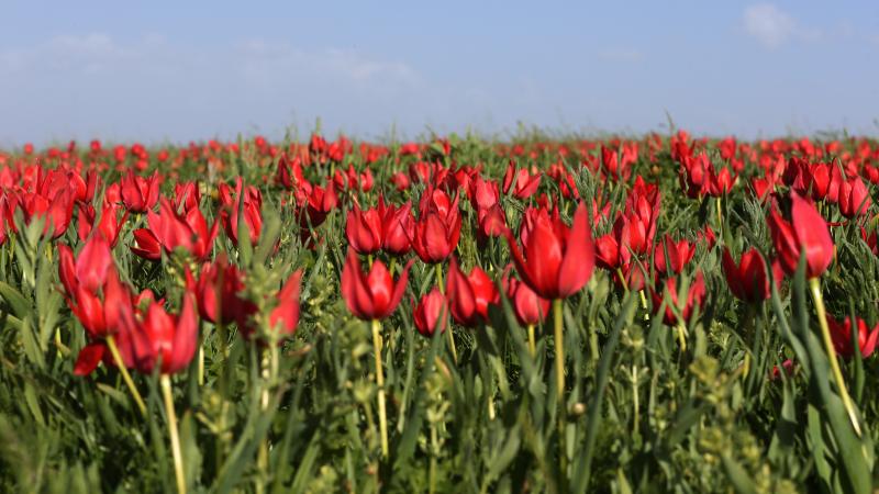 Bu yıl 51 çeşit bitki tescil edildi