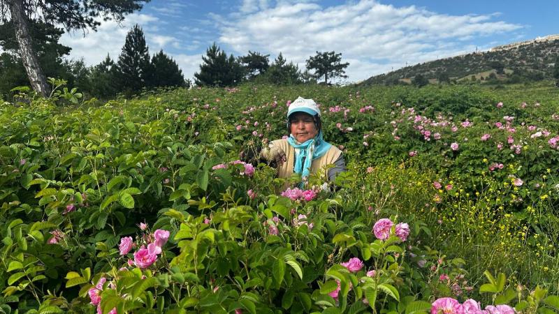 Isparta’da gül hasadı devam ediyor