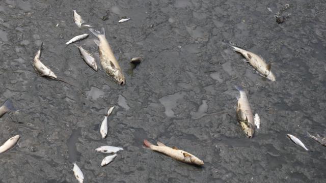 Amasya Yeşilırmak’ta balık ölümleri görüldü