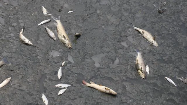 Amasya Yeşilırmak’ta balık ölümleri görüldü