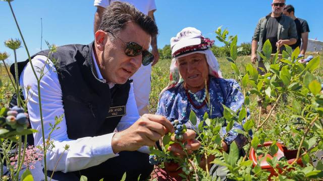 Bilecik’in Pazaryeri ilçesinde yaban mersini hasadı yapıldı