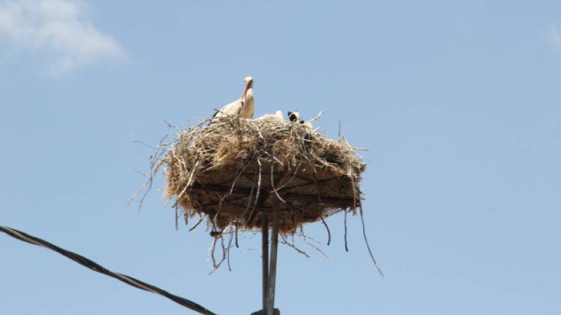Tekirdağ’da leylek yuvalarının bakımları yapıldı