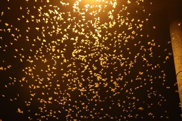 Sakarya’da birgün sineklerinin “ölüm uçuşu” başladı