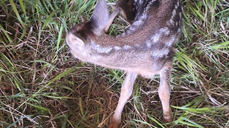 Karabük’te ormanlık alanda bulunan yavru karaca koruma altına alındı