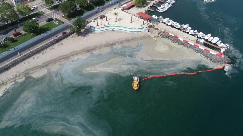 Müsilaj sonrası Marmara’da balık çeşitliliği yüzde 25 azaldı
