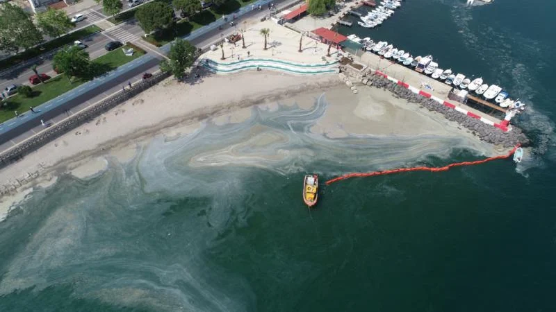 Müsilaj sonrası Marmara’da balık çeşitliliği yüzde 25 azaldı