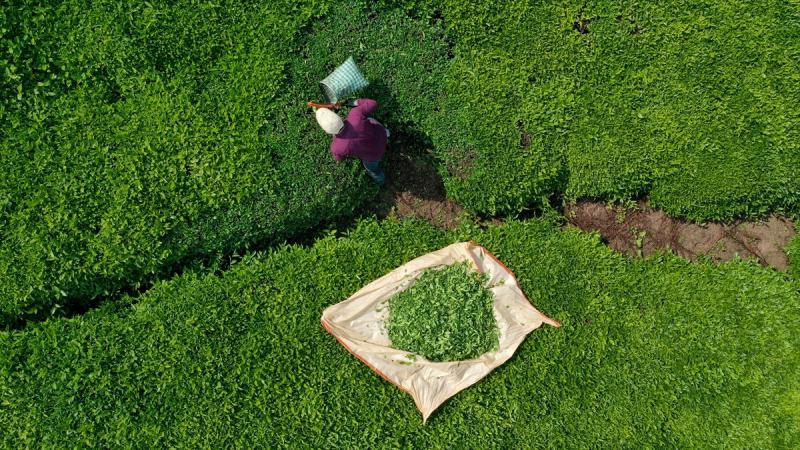 Türk çayı ihracatı 5 ayda 12 milyon doları aştı