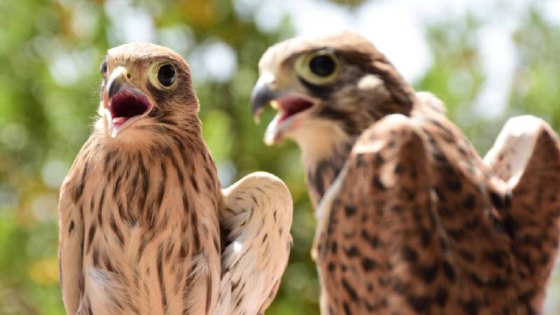 Antalya’da doğal yaşam parkına getirilen 7 kerkenez doğaya salındı