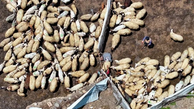 Vanlı besici 30 yıldır 2 bin 500 rakımdaki yaylada koyunlarına bakıyor