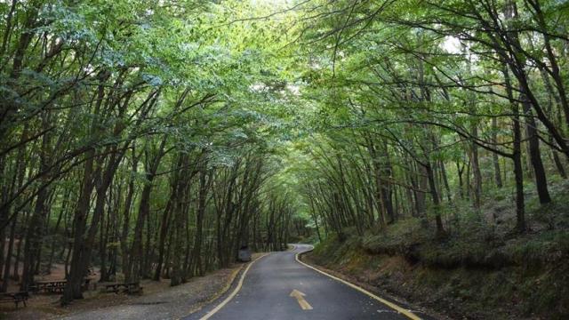 Sinop’ta ormanlık alanlara girişler 31 Ekim’e kadar yasaklandı