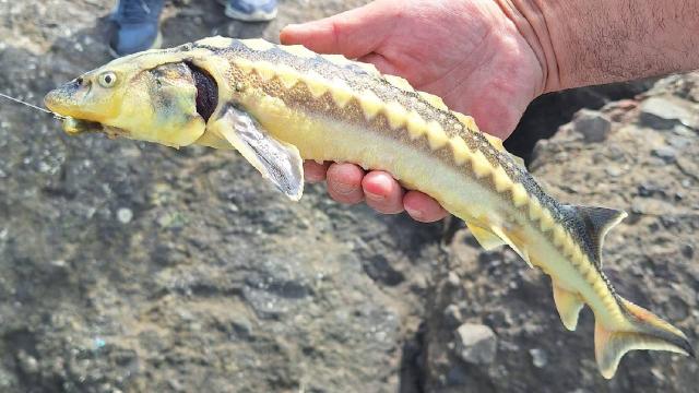 Giresun’da amatör balıkçı, oltasına takılan karaca mersin balığını yeniden denize bıraktı