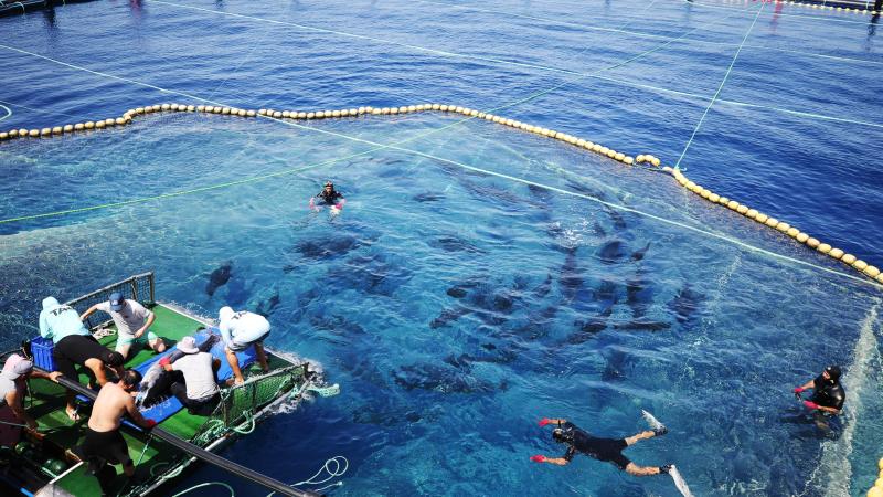 Antalya’da orkinoslar uydu cihazı ile takip edilecek