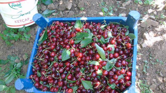 Gaziantep’te kiraz hasadına başlandı