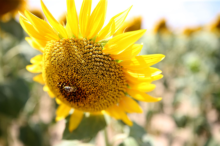 Trakya’da sarı yeşil tonlarda açan ayçiçeği güzelliği