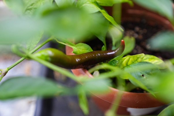 Türk bilim insanları bibere acılığı veren geni susturdu