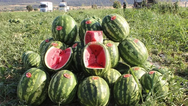 Tescilli Osmaneli karpuzunda hasat zamanı