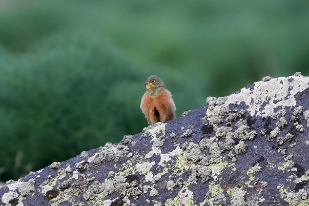 Iğdır’ın dağlık bölgelerinde 110’dan fazla kuş türü yaşıyor