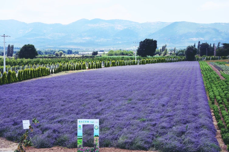 Tarımda yeni akım: Tıbbi ve aromatik bitki yetiştiriciliği